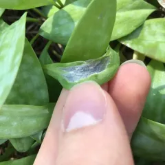 Vankya heufleri thumbnail 4