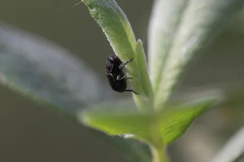 Pachybrachis donneri