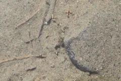 Oreodytes alaskanus thumbnail 3