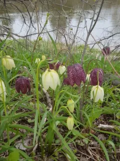 snake's-head fritillary thumbnail 4