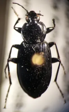 Agonum trigeminum thumbnail 3