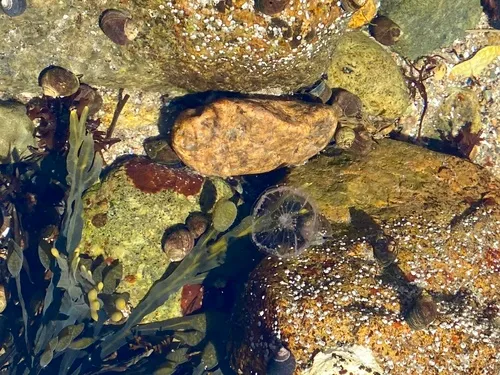 Halopsis ocellata