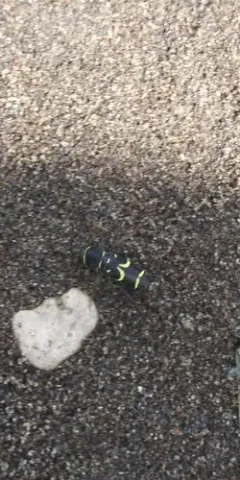 Clytus pacificus thumbnail 4