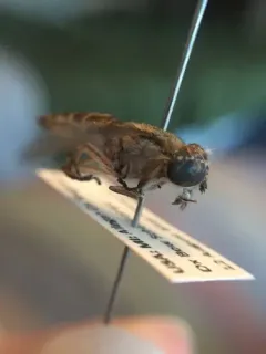 Crepuscular Horse Fly thumbnail 3