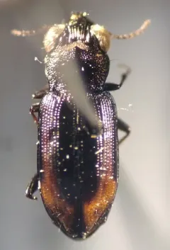Notiophilus biguttatus thumbnail 3