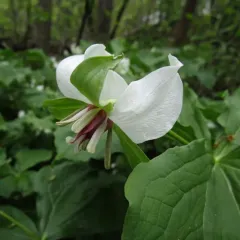 drooping trillium thumbnail 3