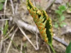 Gymnoconia nitens thumbnail 2