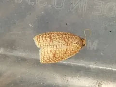 Netted Sparganothis Moth thumbnail 4