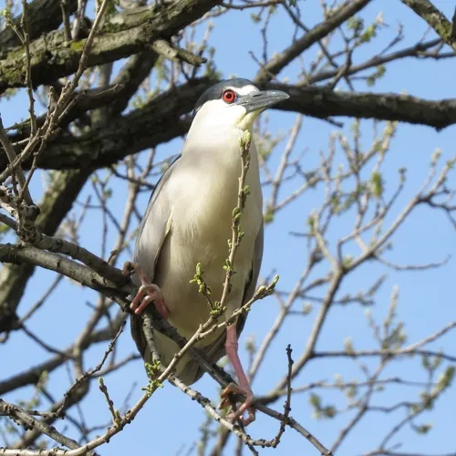 Black-crowned Night Heron