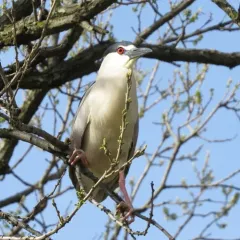 Black-crowned Night Heron thumbnail 1