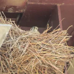 American Kestrel thumbnail 4
