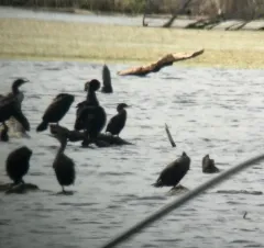 Neotropic Cormorant thumbnail 4