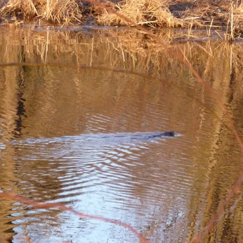 Muskrat