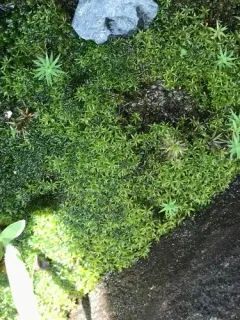 Narrow-fruited Crisp-moss thumbnail 2