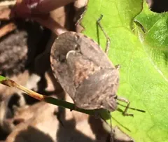 Nerve-winged Stink Bug thumbnail 1
