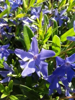 Herbaceous Periwinkle thumbnail 3