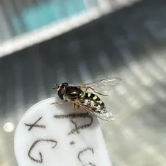 Large-tailed Aphideater thumbnail 1