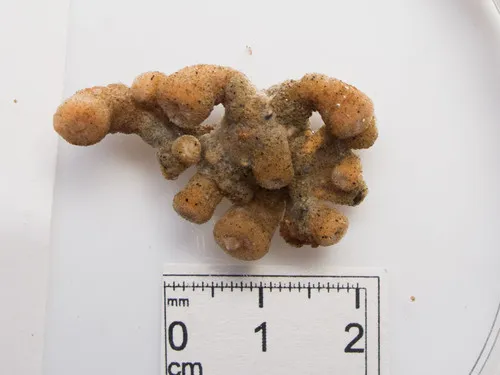Epizoanthus erdmanni