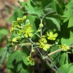 blue cohosh thumbnail 4