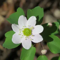 rue anemone thumbnail 2