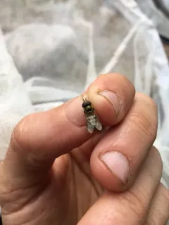 Black-bellied Aphideater thumbnail 2