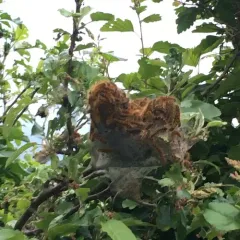 Western Tent Caterpillar Moth thumbnail 4
