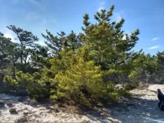 Japanese black pine thumbnail 2