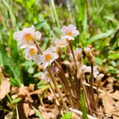 one-flowered cancer-root thumbnail 2