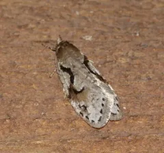 Merrick's Semioscopis thumbnail 3