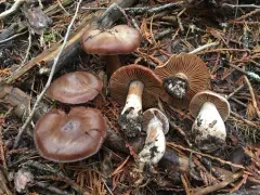 Cortinarius brunneovernus thumbnail 1