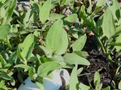 Gmelin's Saltbush thumbnail 4