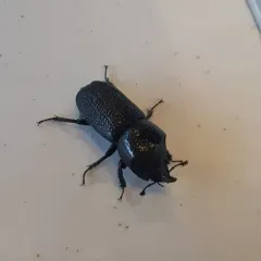 Rugose Stag Beetle thumbnail 3