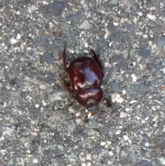 Smooth Ox Beetle thumbnail 2