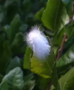 Black-waved Flannel Moth thumbnail 2