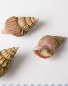 Ladder Whelk thumbnail 3