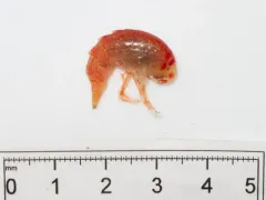 Eusirus cuspidatus thumbnail 3