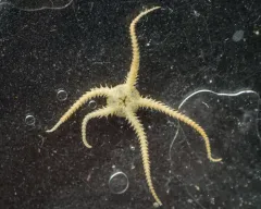 Ophiura robusta thumbnail 2