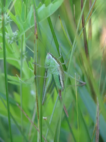 Pacific Meadow Katydid
