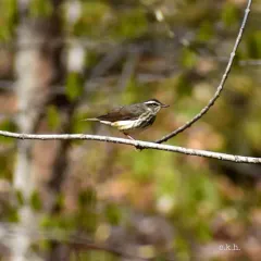 Louisiana Waterthrush thumbnail 2