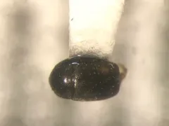 Black Sap Beetle thumbnail 4