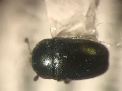 Brassicogethes viridescens thumbnail 3