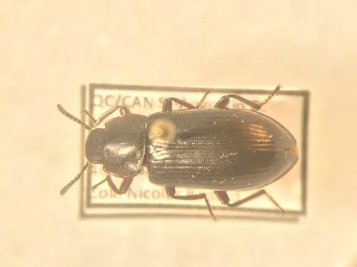 Forest Darkling Beetle