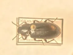 Forest Darkling Beetle thumbnail 1