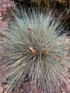 California fescue thumbnail 3