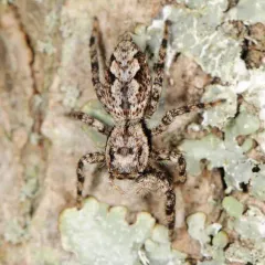 Tan Jumping Spider thumbnail 1
