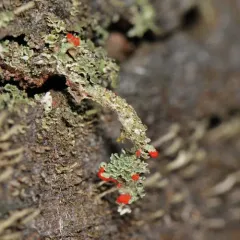 British soldier lichen thumbnail 3