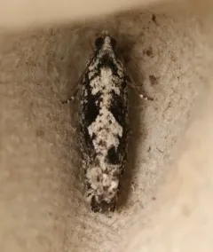 Gretchena amatana thumbnail 2