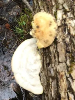 white maze polypore thumbnail 3