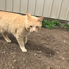 Domestic Cat thumbnail 4