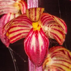 Striped Coralroot thumbnail 4